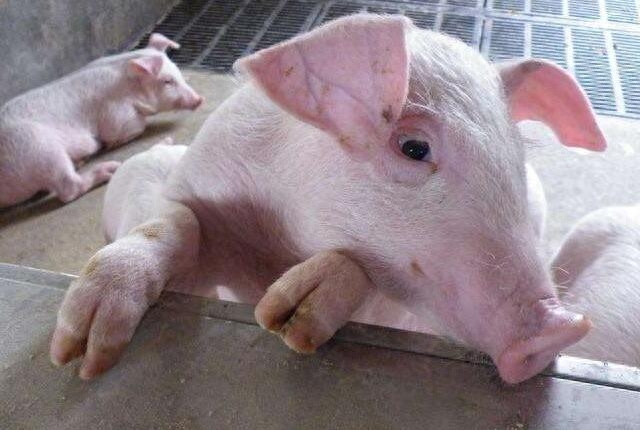 21天仔猪补硒补多少(小仔猪七天补硒得补多少毫升)-硒宝网