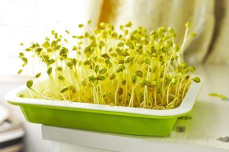 hpv患者可以补硒么(什么东西可以补硒)-硒宝网