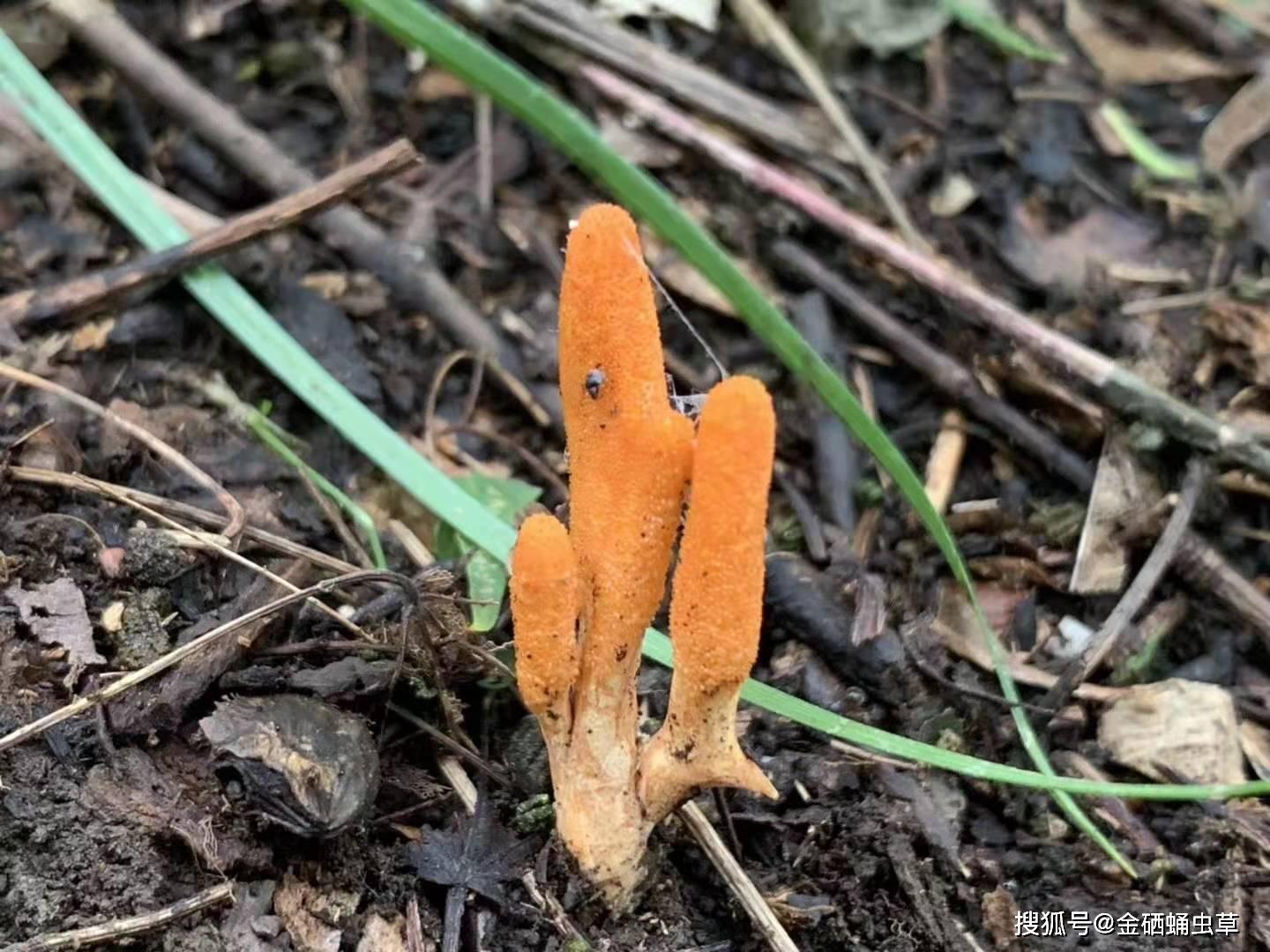 补硒是可以提高白细胞(补硒可以提高白细胞吗)-硒宝网