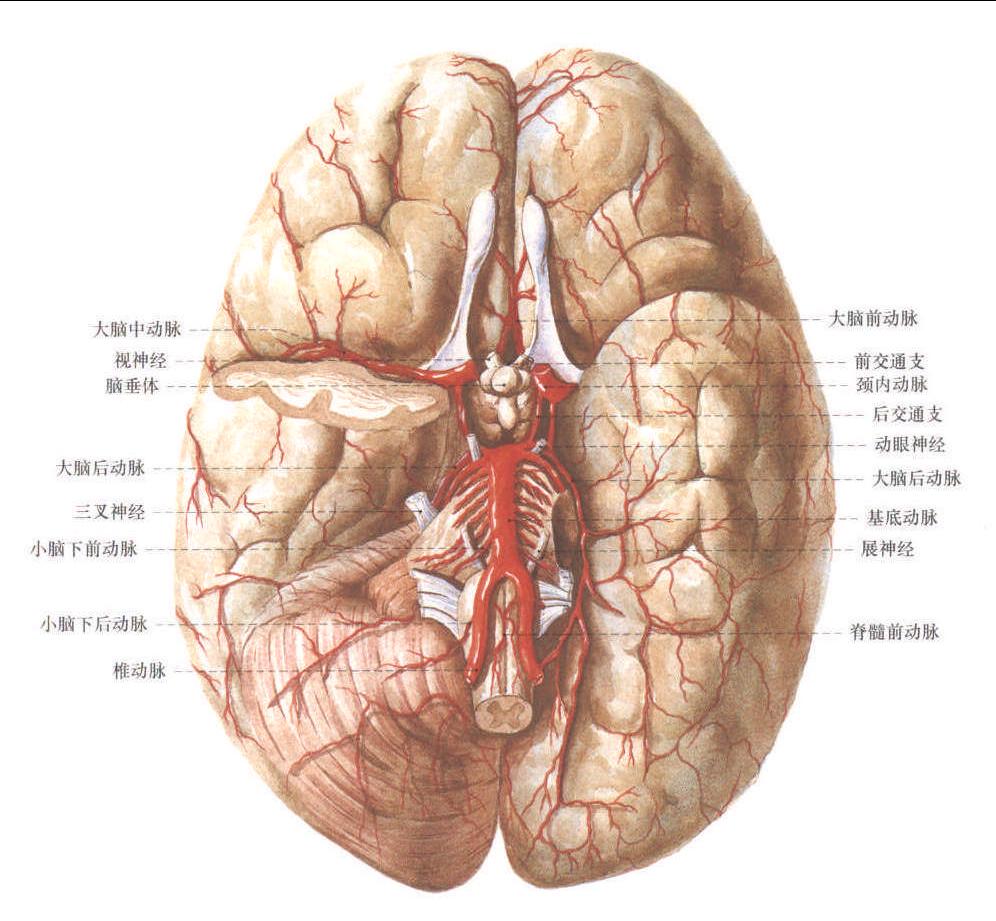 补硒对血压有什么好处(补硒降血压吗)-硒宝网