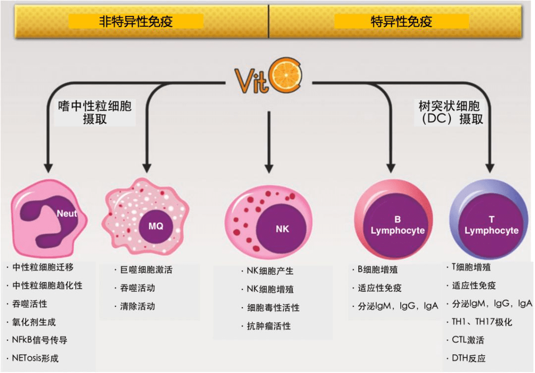 补硒对人体抗癌有益吗(硒抗癌症)-硒宝网