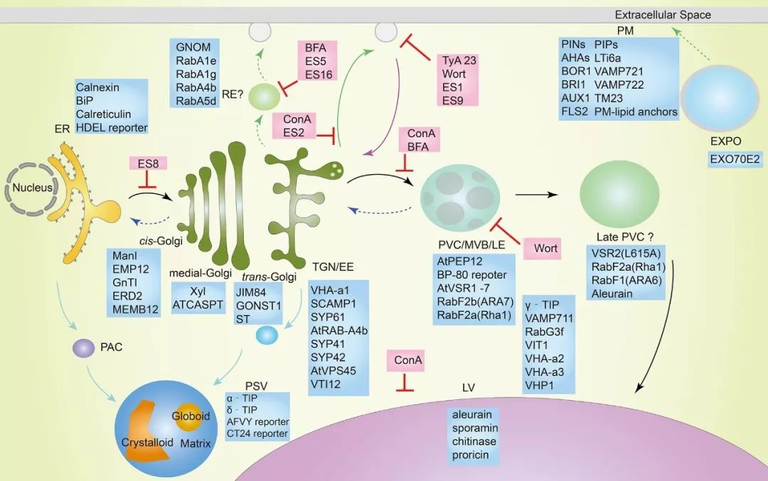 补硒后降低血液粘稠吗(降低血液粘稠度的水果)-硒宝网