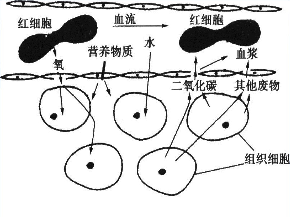 补硒后降低血液粘稠吗(降低血液粘稠度的水果)-硒宝网