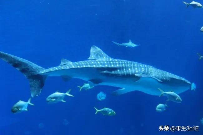 补锌补硒的水果有哪些（补锌的水果有哪些补锌吃啥药）-硒宝网