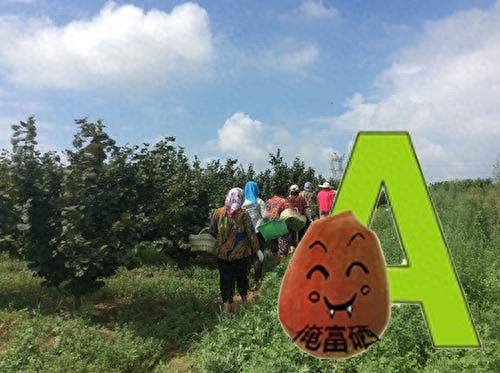 高血压的人可以补硒吗(血压高能补硒吗)-硒宝网