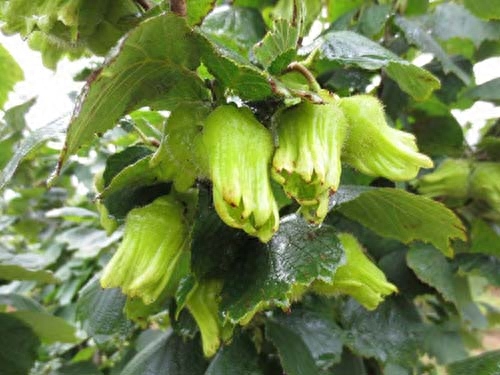 高血压的人可以补硒吗(血压高能补硒吗)-硒宝网