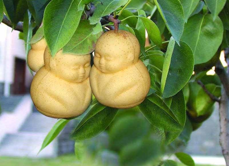 补硒对水果好处和坏处(补硒的水果)-硒宝网