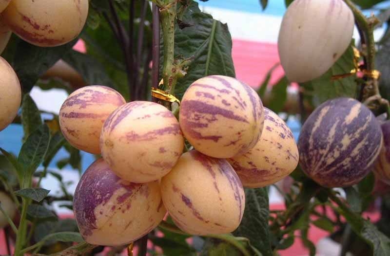 补硒对水果好处和坏处(补硒的水果)-硒宝网