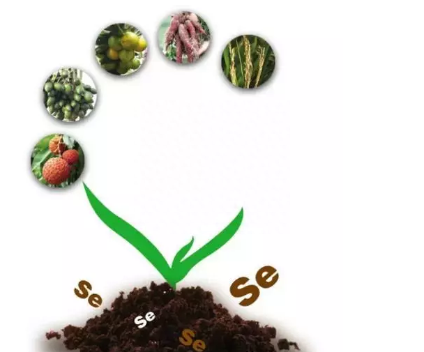 成人需要每天补硒吗吗(成人每天补硒多少微克)-硒宝网