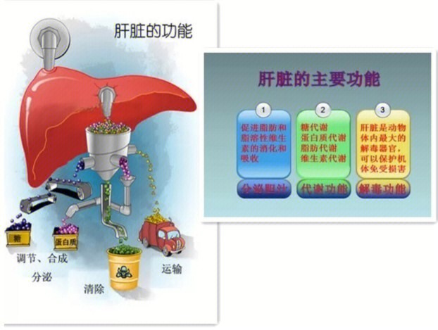 肝炎补硒吃什么素菜好(肝炎补硒有用吗)-硒宝网