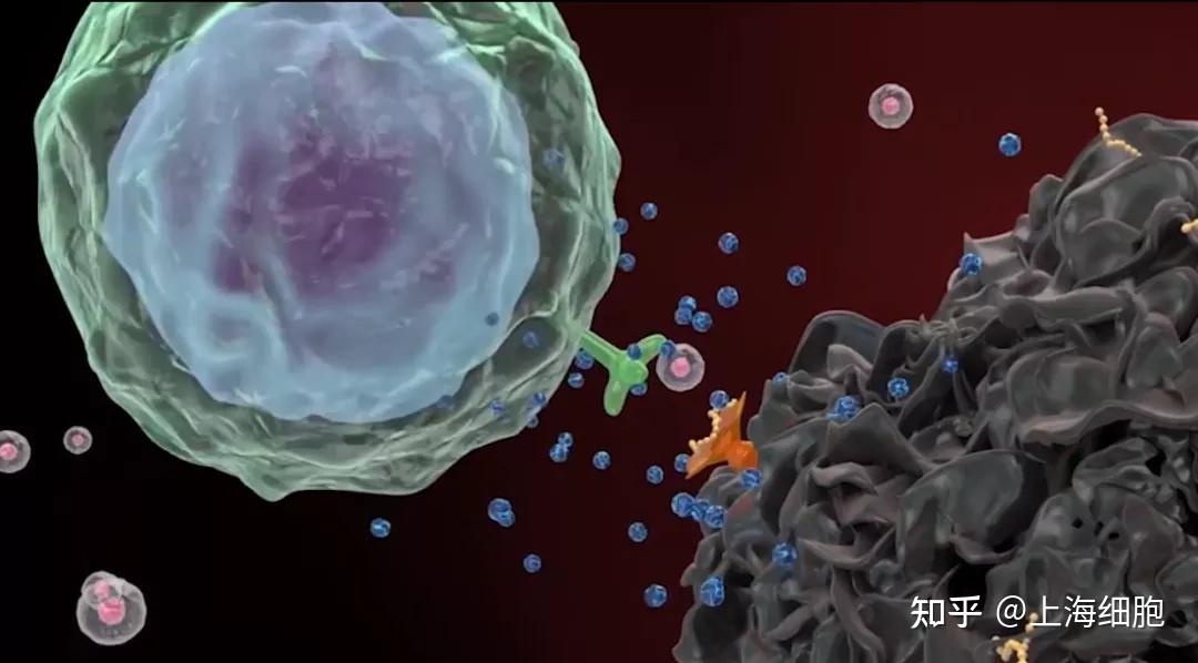 补硒过量多久能代谢掉（硒的代谢）-硒宝网