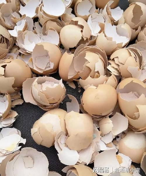 鸡蛋皮能给花卉补硒吗（鸡蛋皮对花有什么营养）-硒宝网