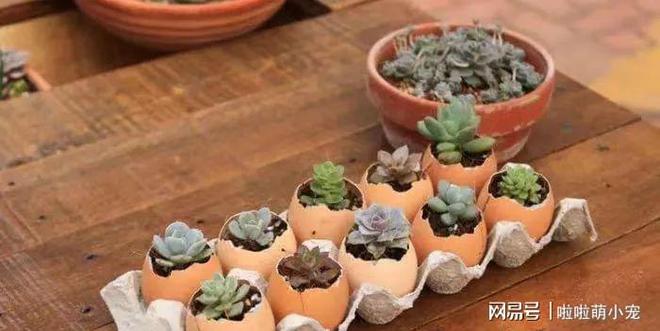 鸡蛋皮能给花卉补硒吗（鸡蛋皮对花有什么营养）-硒宝网