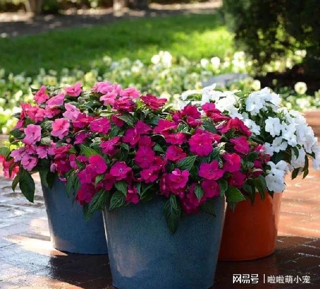 鸡蛋皮能给花卉补硒吗（鸡蛋皮对花有什么营养）-硒宝网