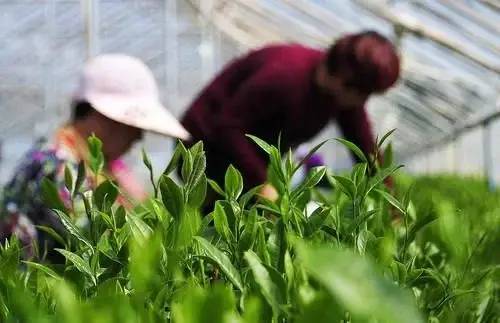 甲状腺癌怎样补硒最好(甲状腺癌吃硒片好吗)-硒宝网