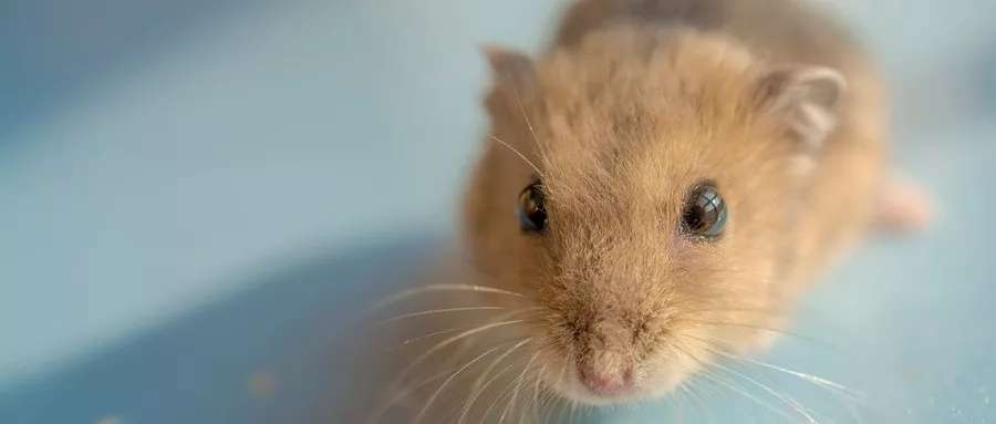 原位癌病人需要补硒吗（医生不建议癌症患者补硒）-硒宝网