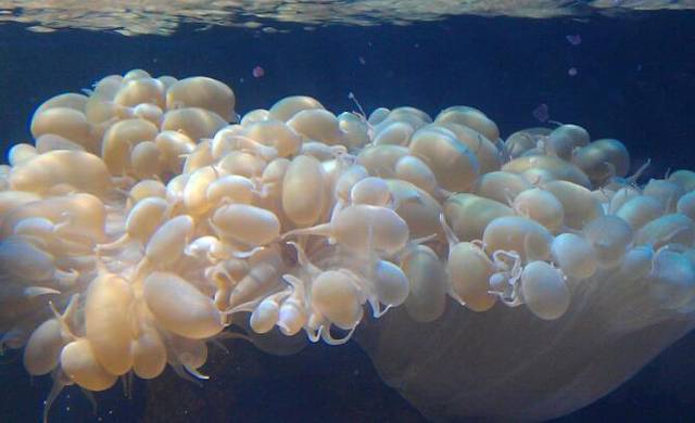 怎么判断要补锌补硒呢(补硒和补锌)-硒宝网