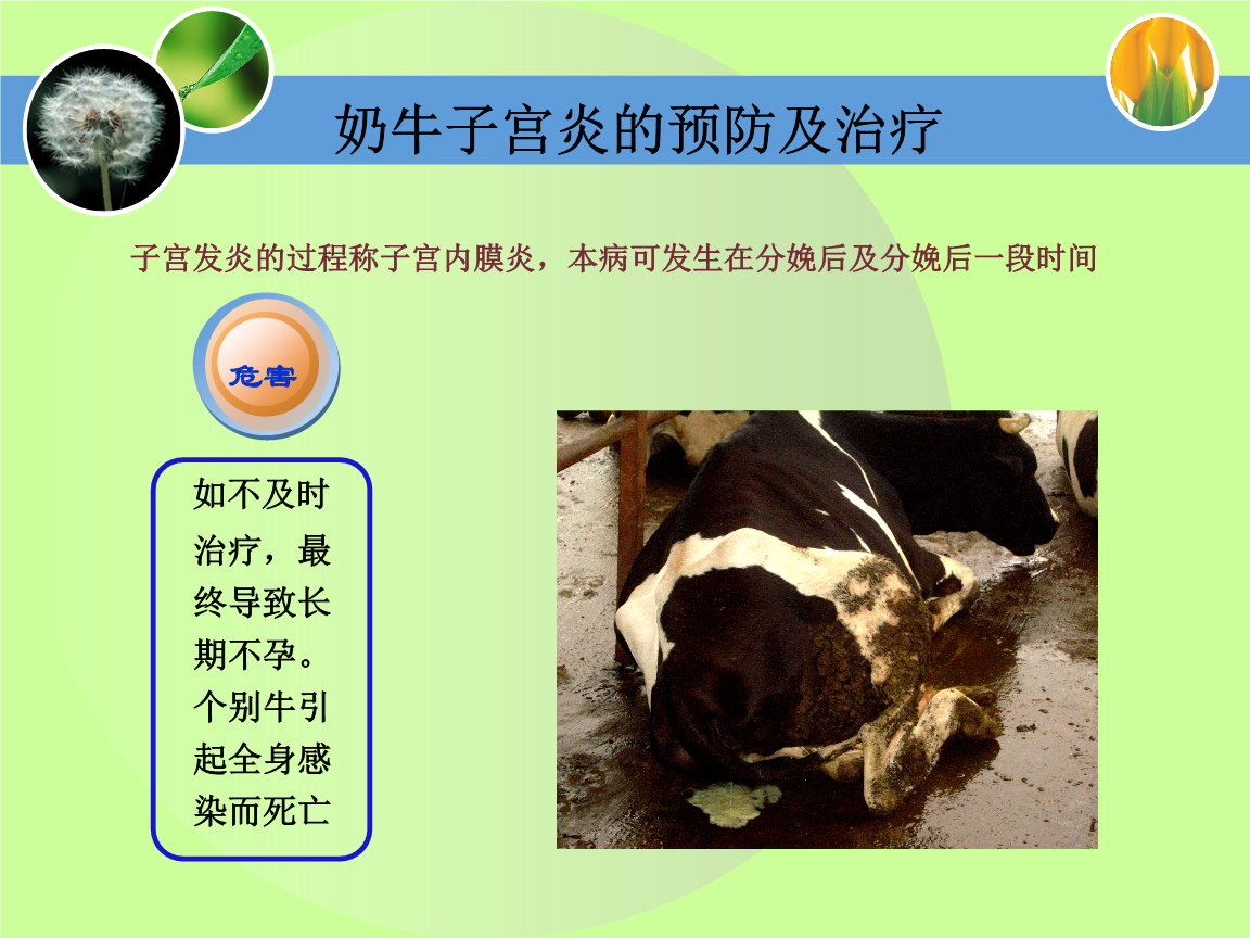 怀孕母?？梢圆刮鹇穑ɑ吃心概？梢圆垢坡穑?硒宝网