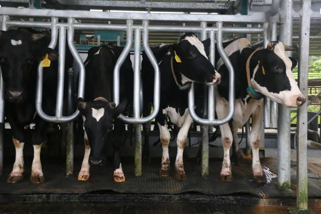 怀孕母牛可以补硒吗吗（母牛缺硒）-硒宝网