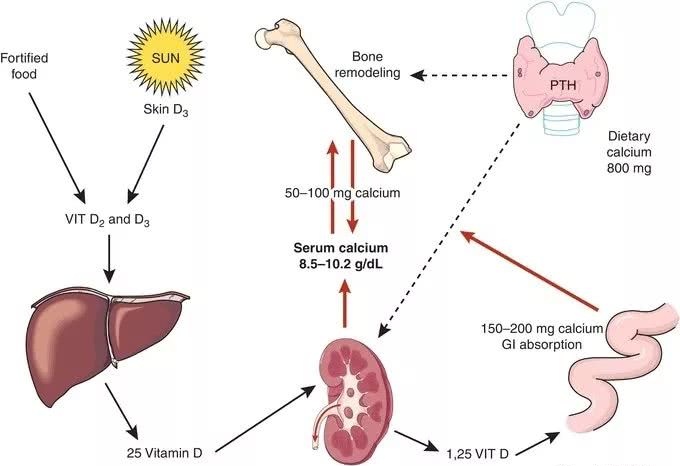 免疫系统紊乱能补硒吗(免疫功能的紊乱)-硒宝网