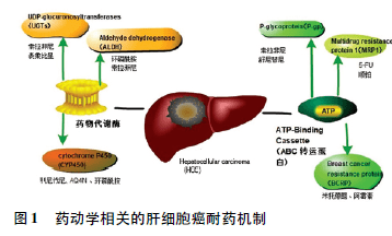 免疫系统紊乱能补硒吗(免疫能补紊乱系统硒吗)-硒宝网