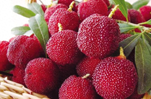 补硒能软化血管吗知乎（软化血管要补充什么）-硒宝网