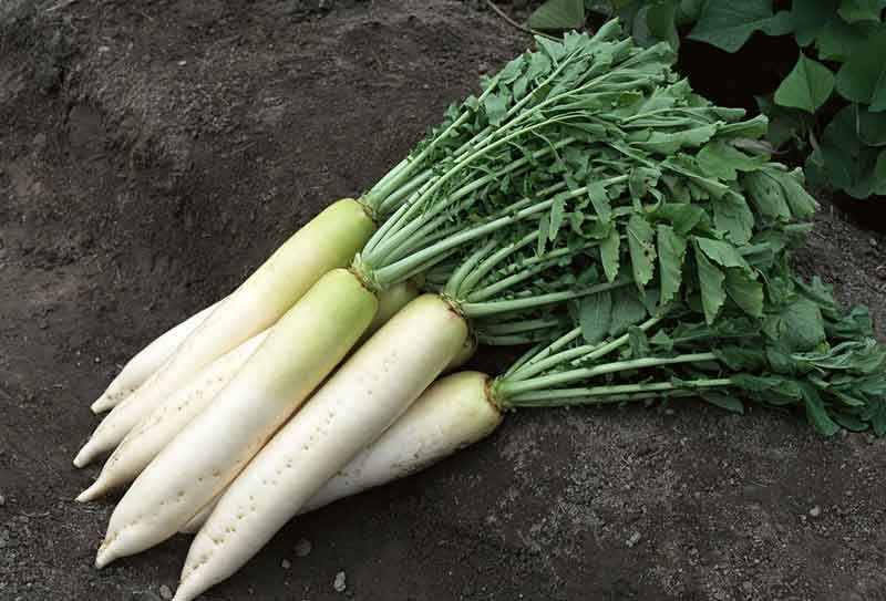 补硒能软化血管吗知乎（血管软化吃什么保健品）-硒宝网