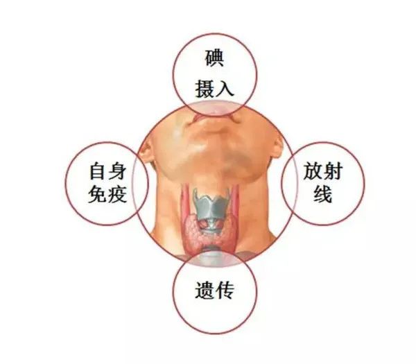 甲状腺肿要补碘还是硒（甲状腺吃补硒的药）-硒宝网