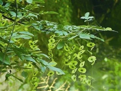 糖尿病人补硒哪种好些（补硒对糖尿病人有什么好处）-硒宝网