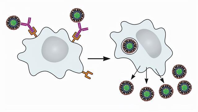 补富硒能提高免疫力吗(提高免疫力补硒有用吗)-硒宝网