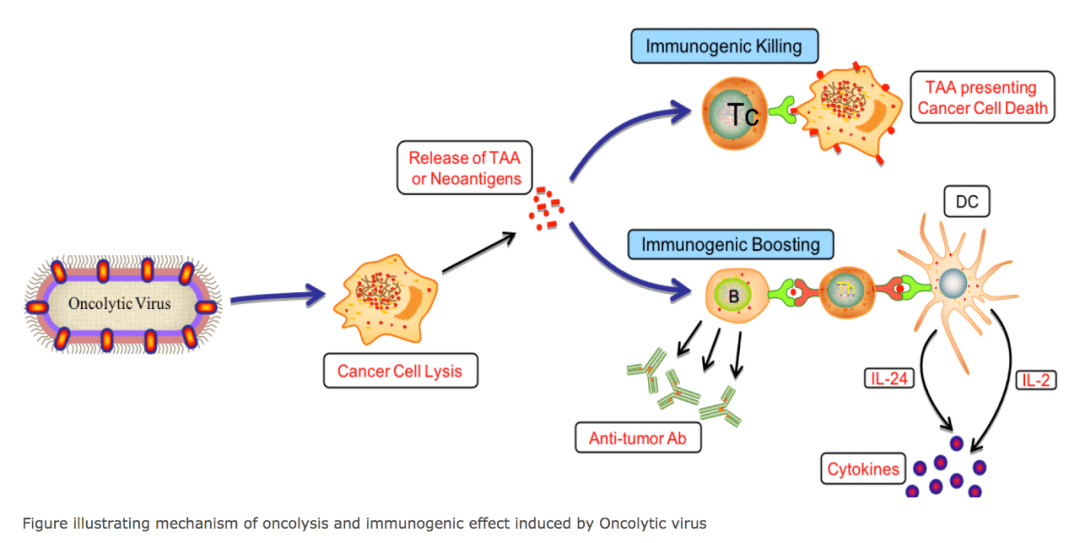 补富硒能提高免疫力吗(提高免疫力补硒有用吗)-硒宝网
