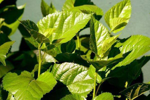 服用糖尿病药能补硒吗（糖尿病补硒血糖降了吗）-硒宝网