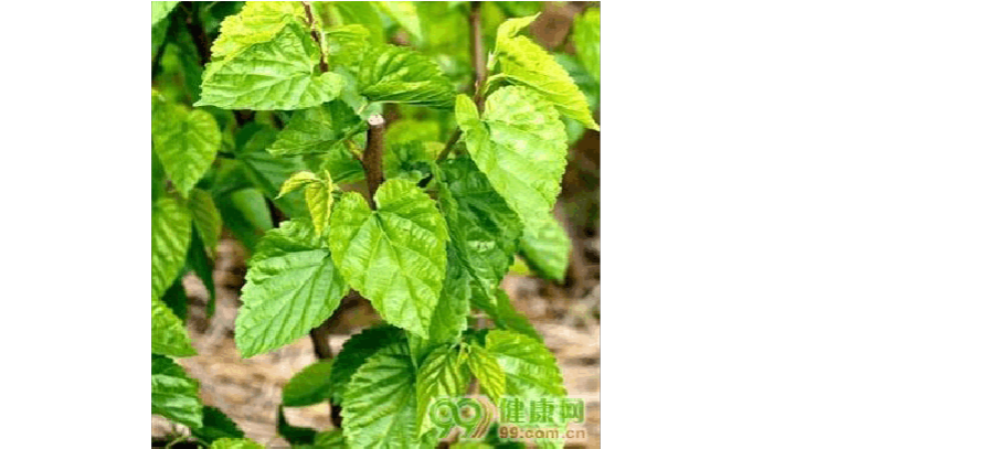 服用糖尿病药能补硒吗（糖尿病补硒血糖降了吗）-硒宝网