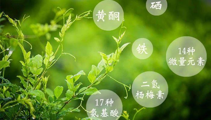 藤茶的功效和禁忌(六种人不宜喝藤茶)-硒宝网