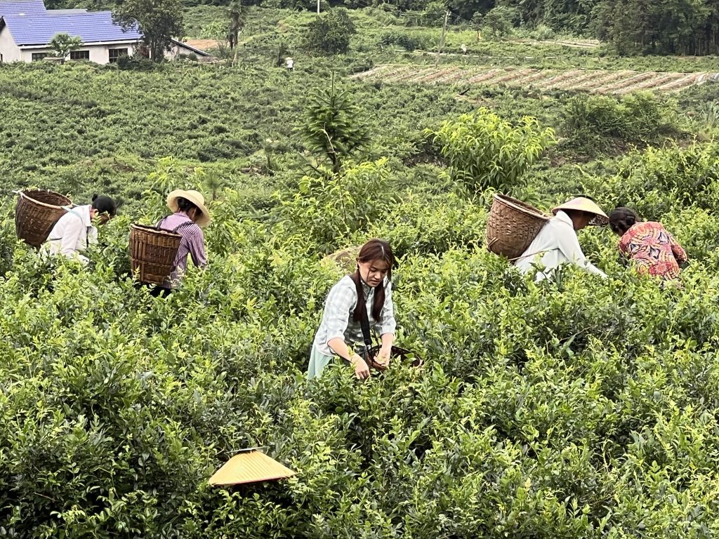 莓茶哪里产的最正宗(莓茶的原产地是张家界吗？）-硒宝网