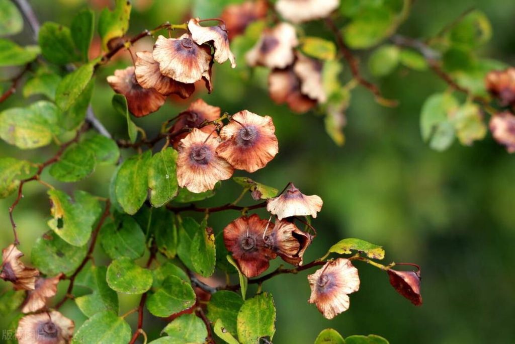 富硒青钱柳茶的功效(青钱柳茶的好处)-硒宝网