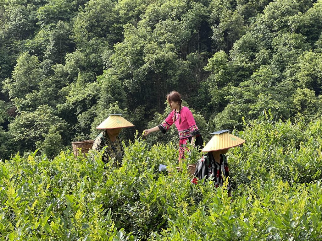 莓茶哪里产的最正宗(莓茶的原产地是张家界吗？）-硒宝网