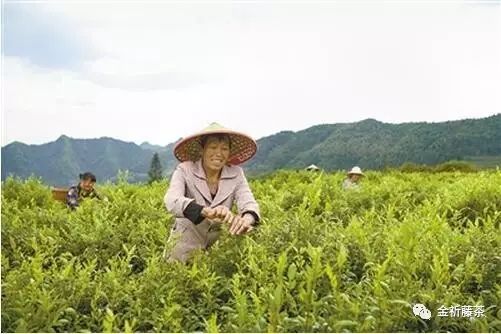 藤茶能降三高吗？（血糖、血脂、血压高喝什么茶）-硒宝网