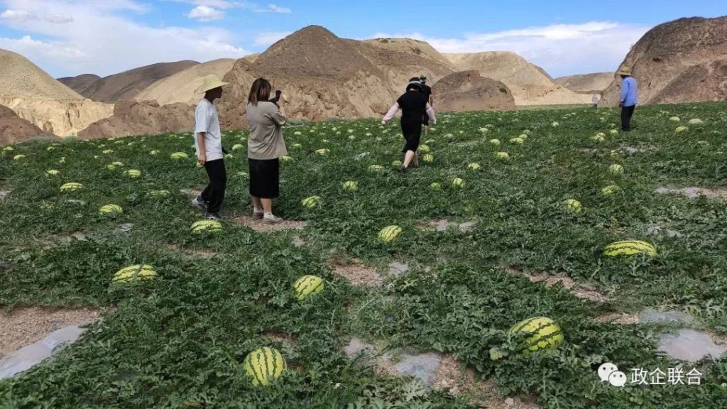 甘肃富硒西瓜产地(甘肃富硒西瓜种植基地)-硒宝网