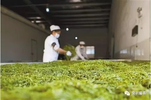 藤茶能降三高吗？（血糖、血脂、血压高喝什么茶）-硒宝网