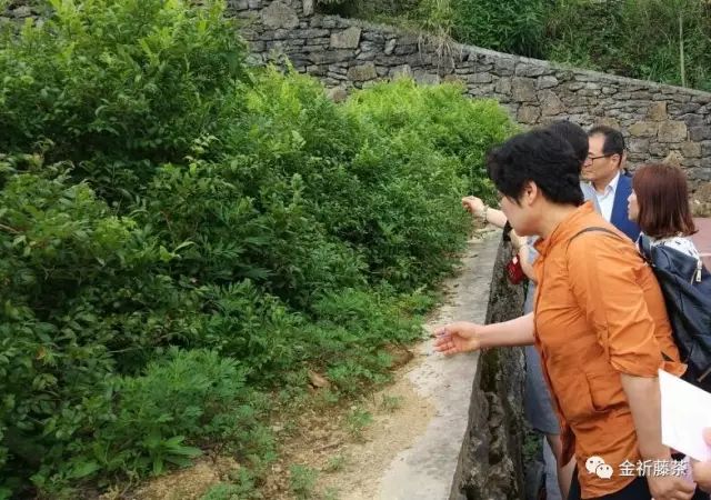 藤茶能降三高吗？（血糖、血脂、血压高喝什么茶）-硒宝网