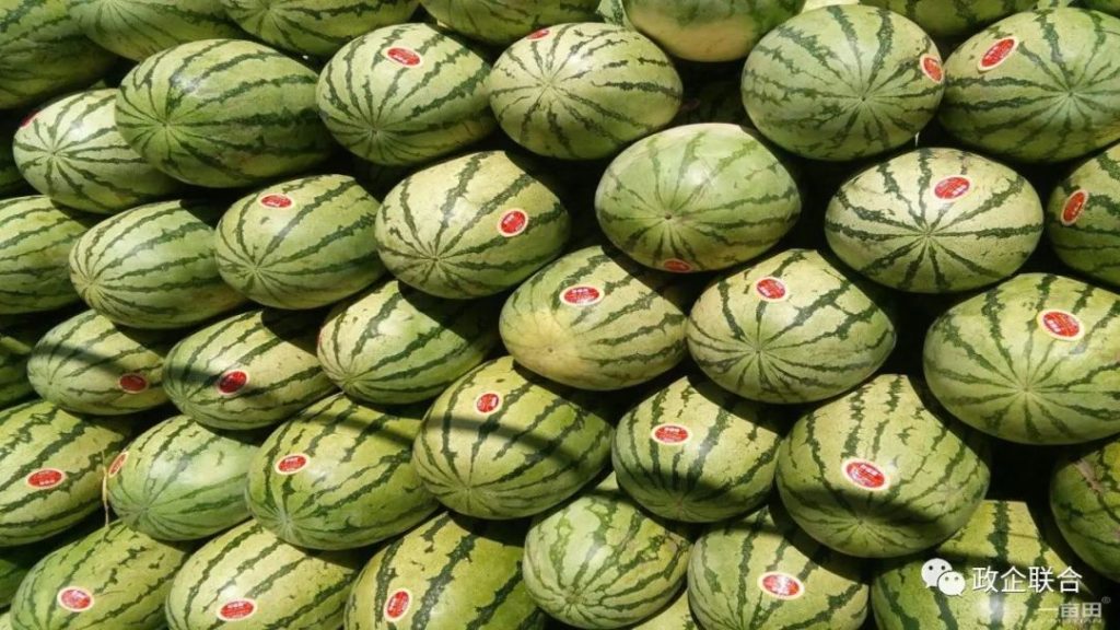 甘肃富硒西瓜产地(甘肃富硒西瓜种植基地)-硒宝网