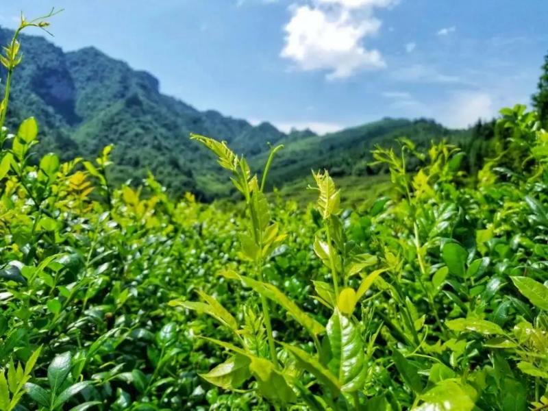 莓茶哪里产的最正宗(莓茶的原产地是张家界吗？）-硒宝网