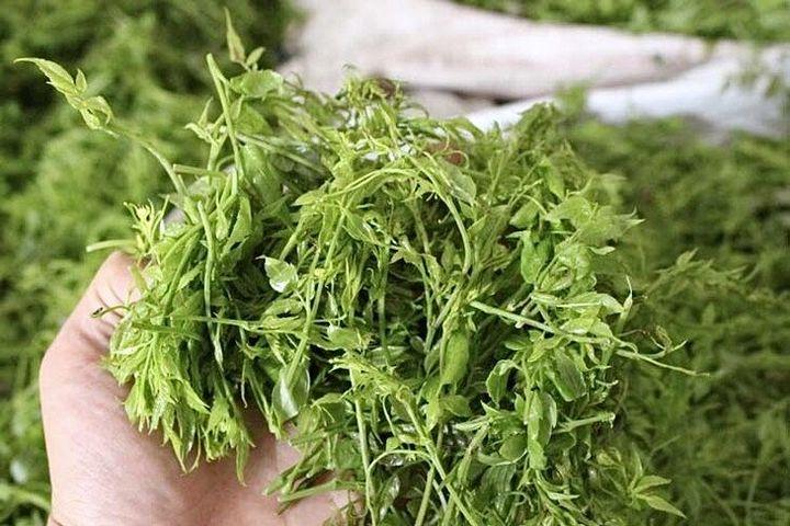 藤茶的功效有哪些？（藤茶有什么好处）-硒宝网