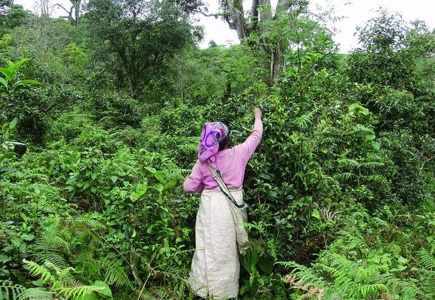 富硒野茶功效与作用(野生硒茶怎么样)-硒宝网