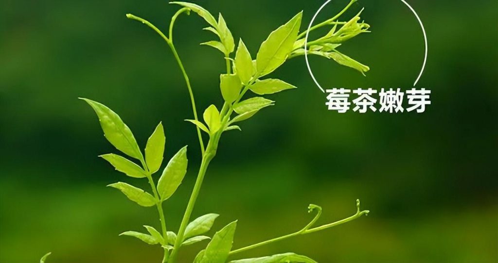 莓茶哪里产的最正宗(莓茶的原产地是张家界吗？）-硒宝网