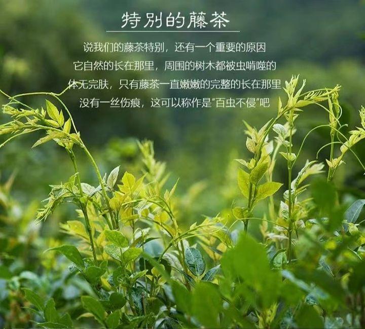 藤茶的功效有哪些？（藤茶有什么好处）-硒宝网