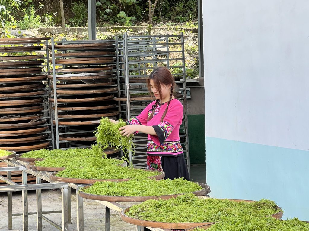 莓茶哪里产的最正宗(莓茶的原产地是张家界吗？）-硒宝网