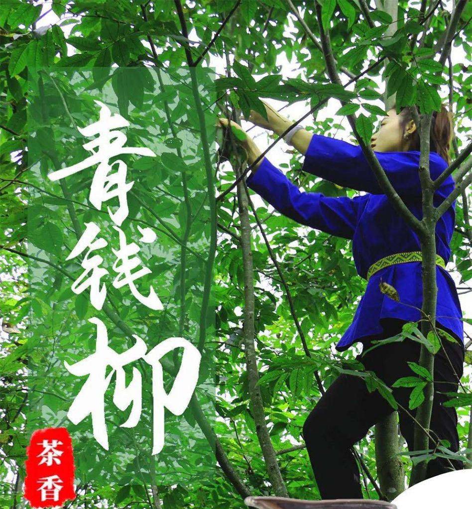 富硒青钱柳茶的功效(青钱柳茶的好处)-硒宝网