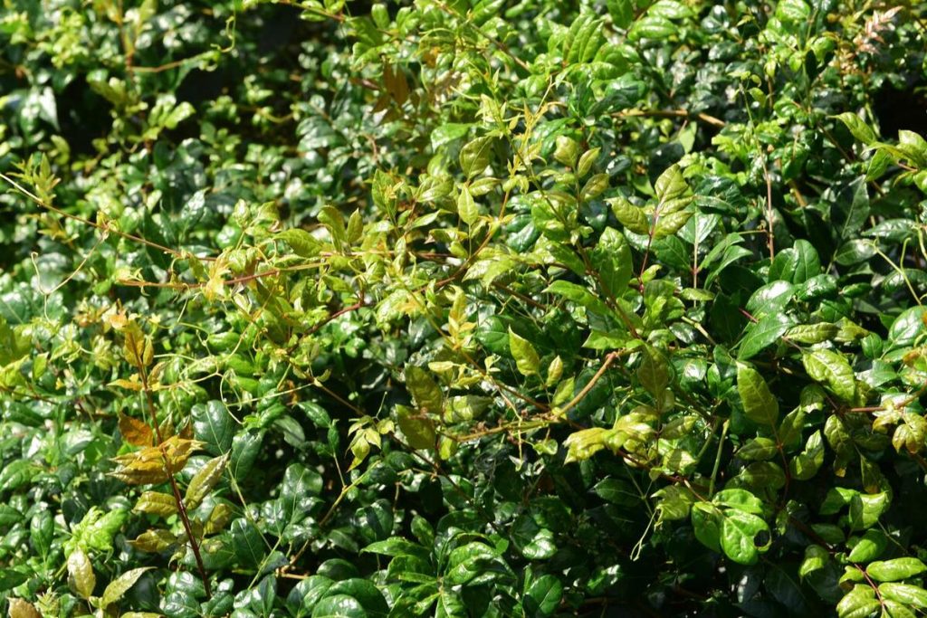 藤茶的作用是什么（夏季喝藤茶的好处与坏处）-硒宝网